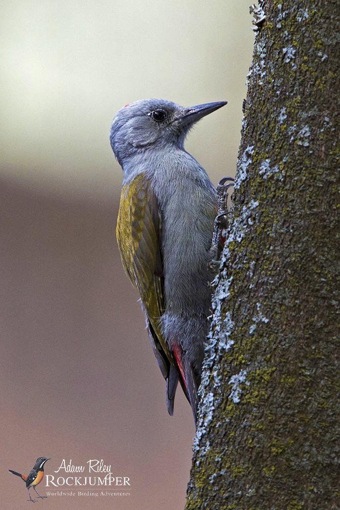 Mountain Gray Woodpecker - ML204676961