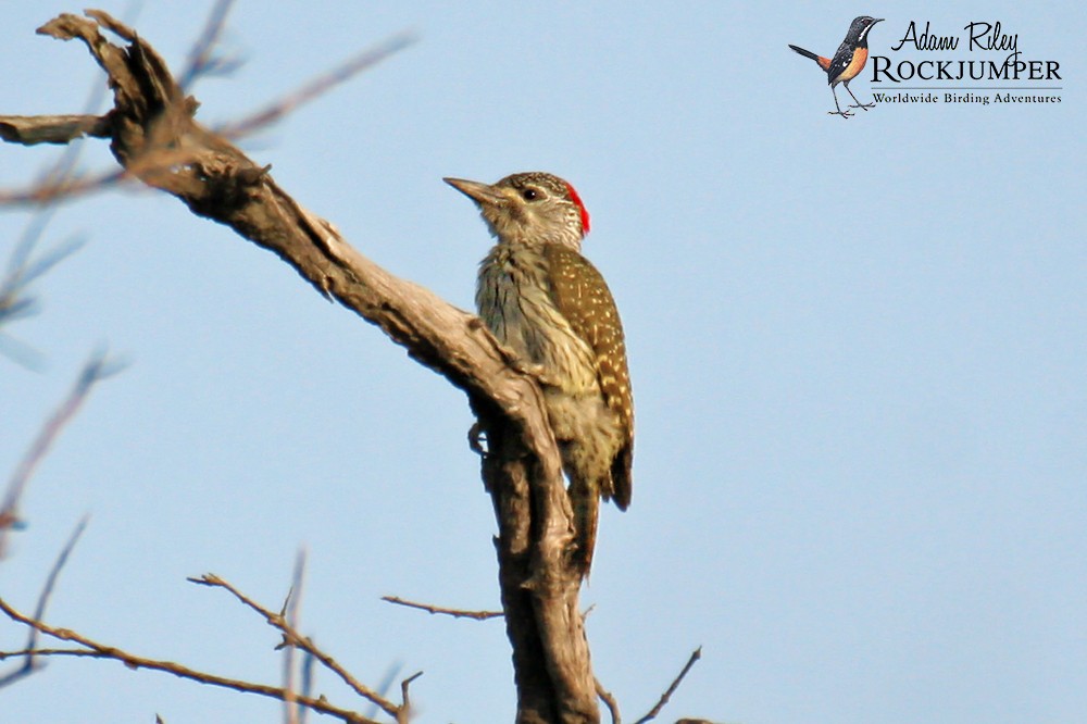 Golden-tailed Woodpecker - Adam Riley