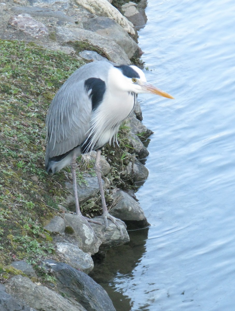 Gray Heron (Gray) - Chuck McQue