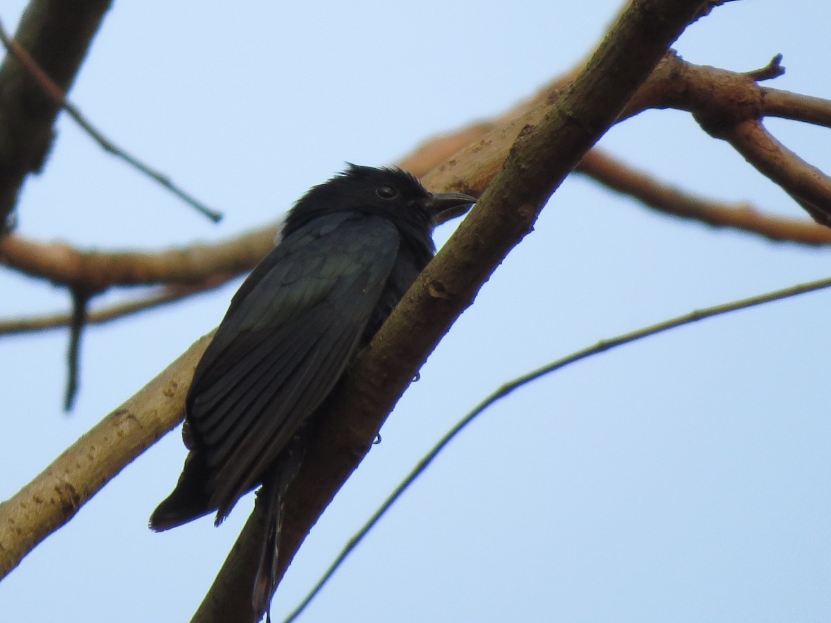 Cuclillo Drongo Colitruncado - ML204677381