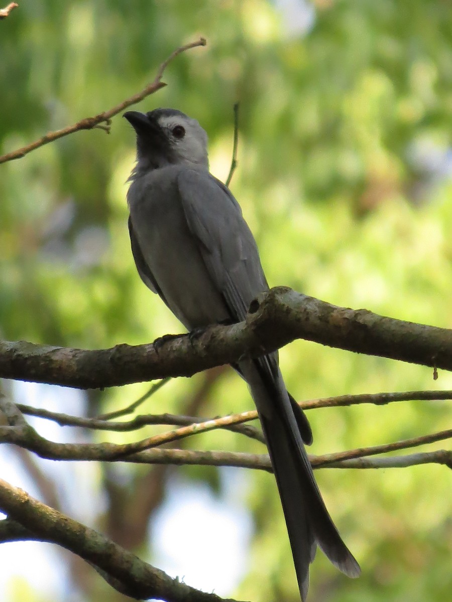 Kül Rengi Drongo - ML204677391