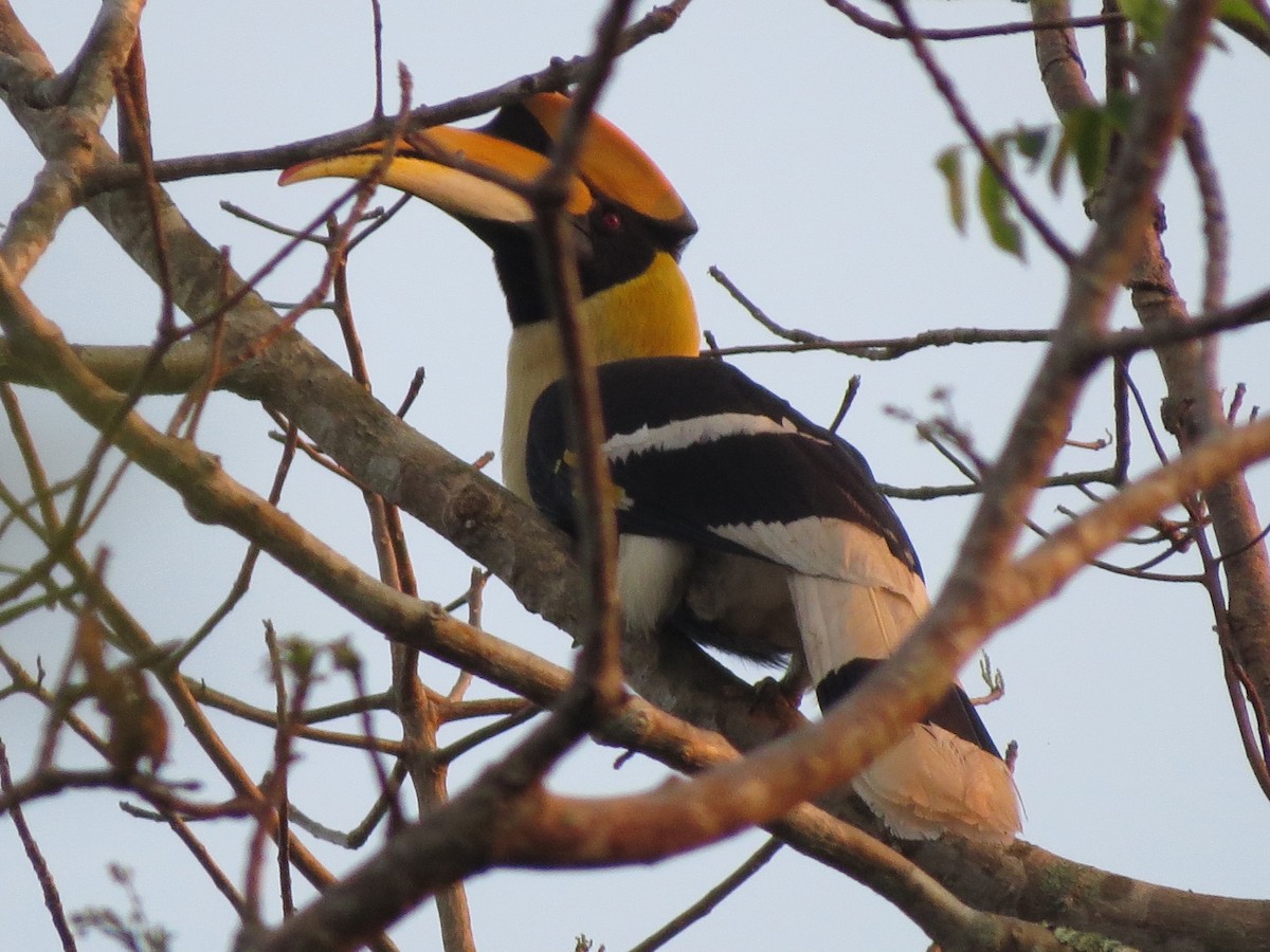 Great Hornbill - ML204677461