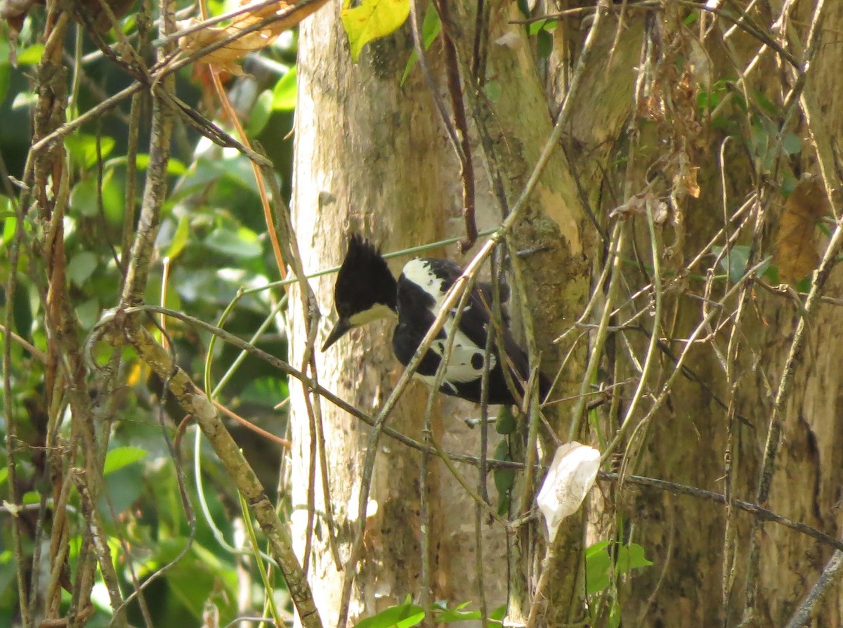 Heart-spotted Woodpecker - ML204677471