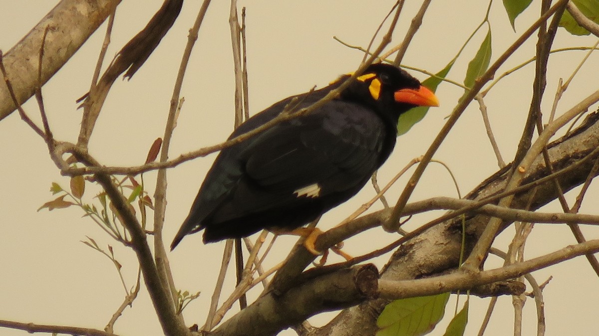 Common Hill Myna (Common) - Chuck McQue