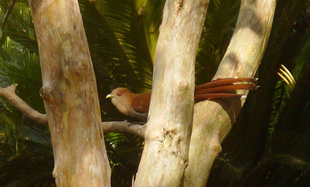 Squirrel Cuckoo - ML204677581