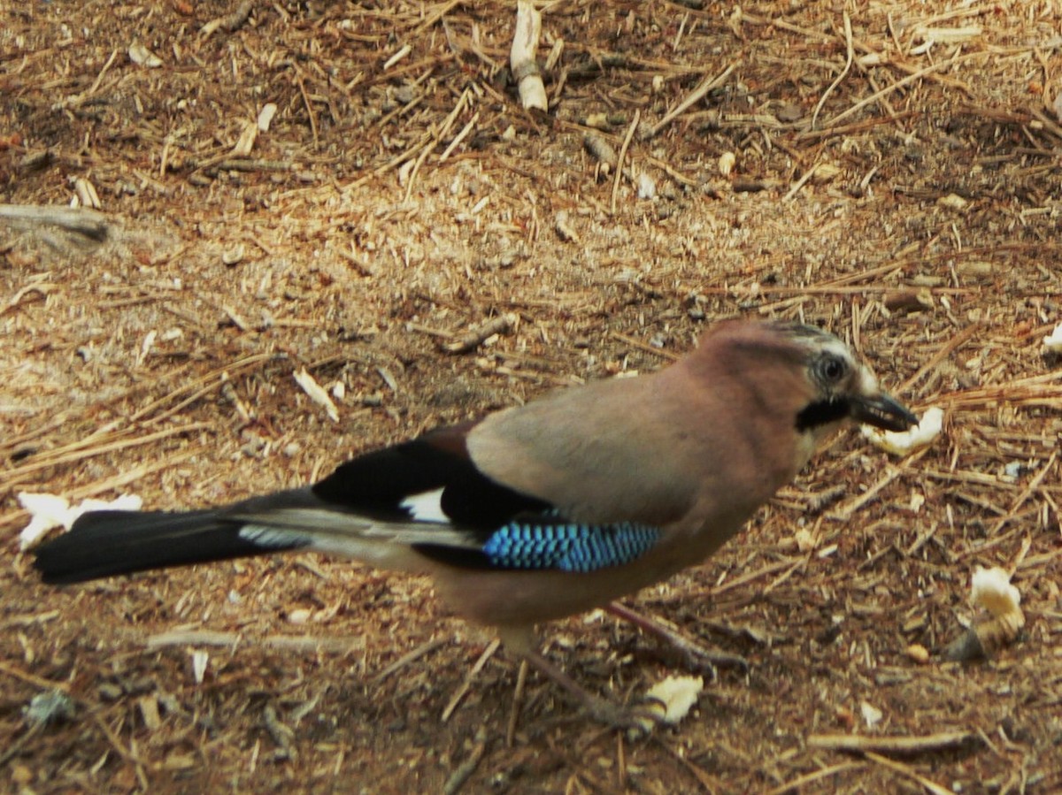 Eurasian Jay - ML204677671