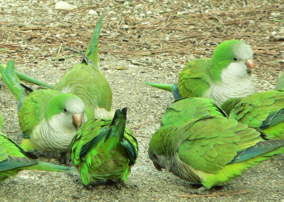 Monk Parakeet - ML204677711
