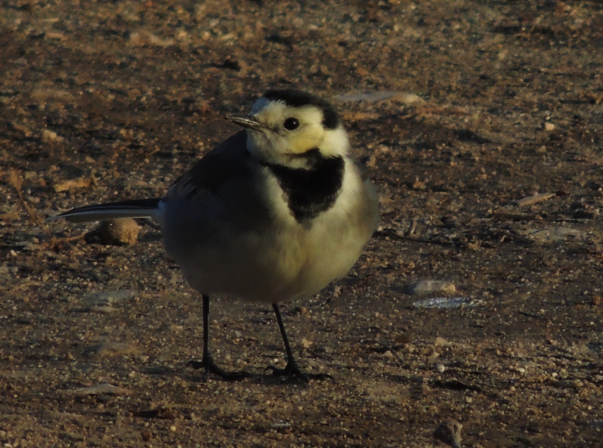 White Wagtail - ML204677761
