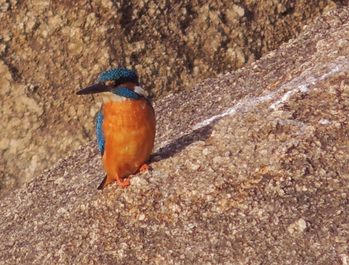 Common Kingfisher - Eduardo Tejeda