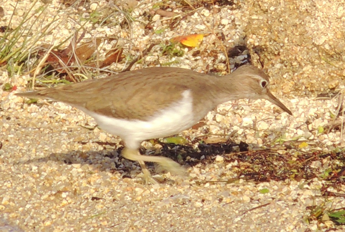 Common Sandpiper - ML204677801