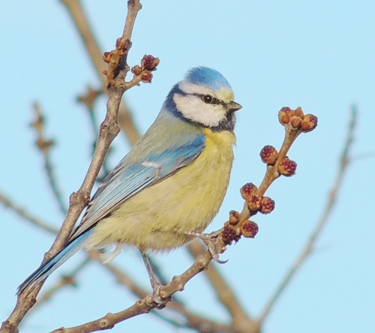 Eurasian Blue Tit - Eduardo Tejeda