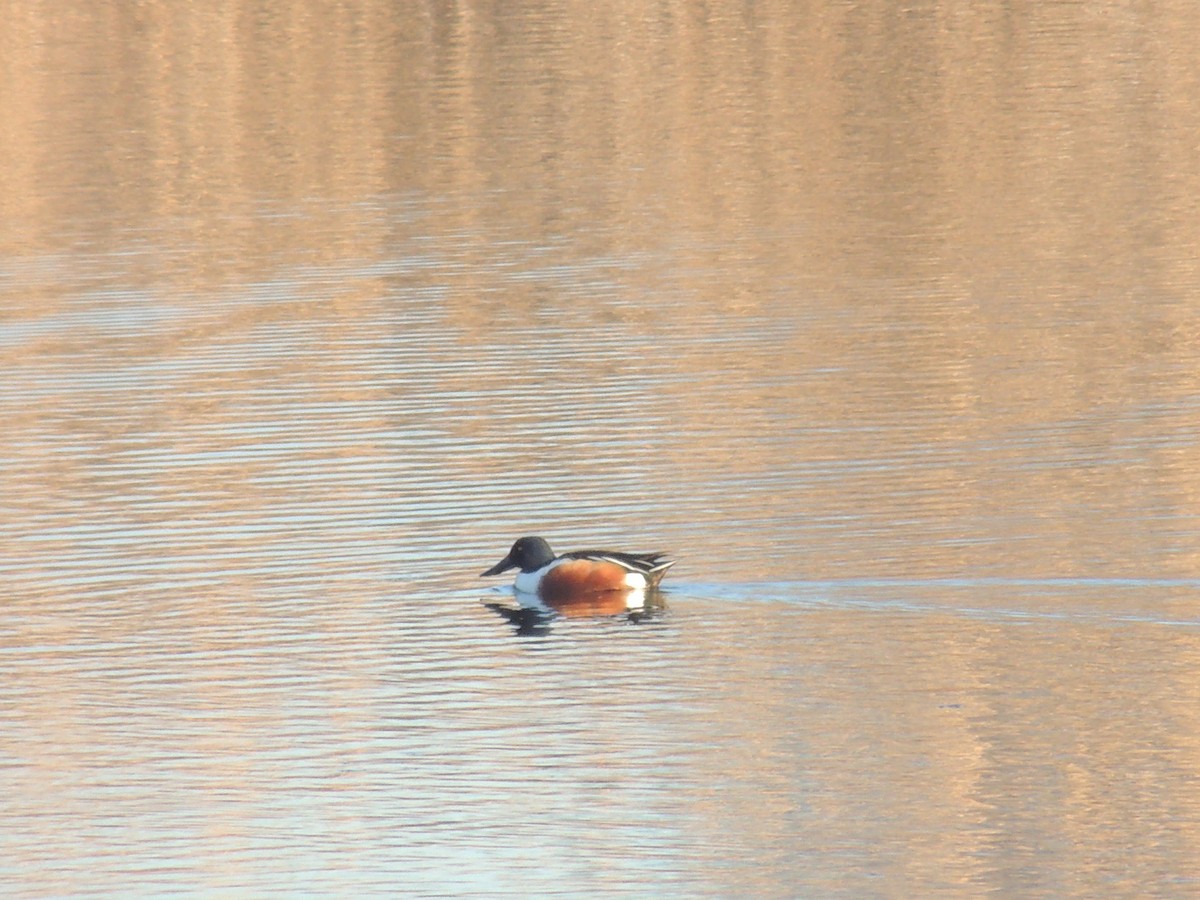 Northern Shoveler - ML204677901