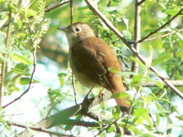 Common Nightingale - ML204677921