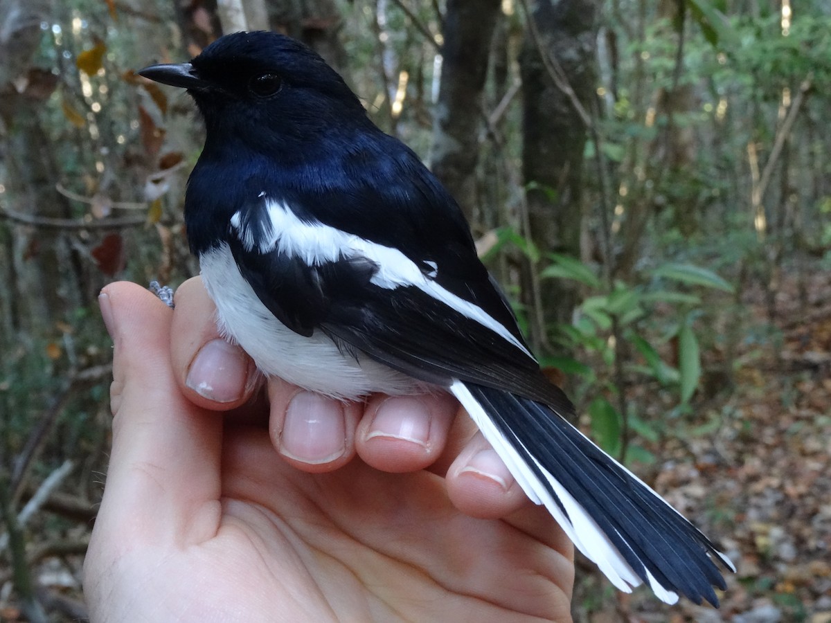 Madagascar Magpie-Robin (White-winged) - ML204677931