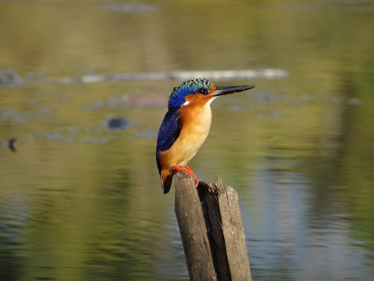 Malagasy Kingfisher - ML204677941
