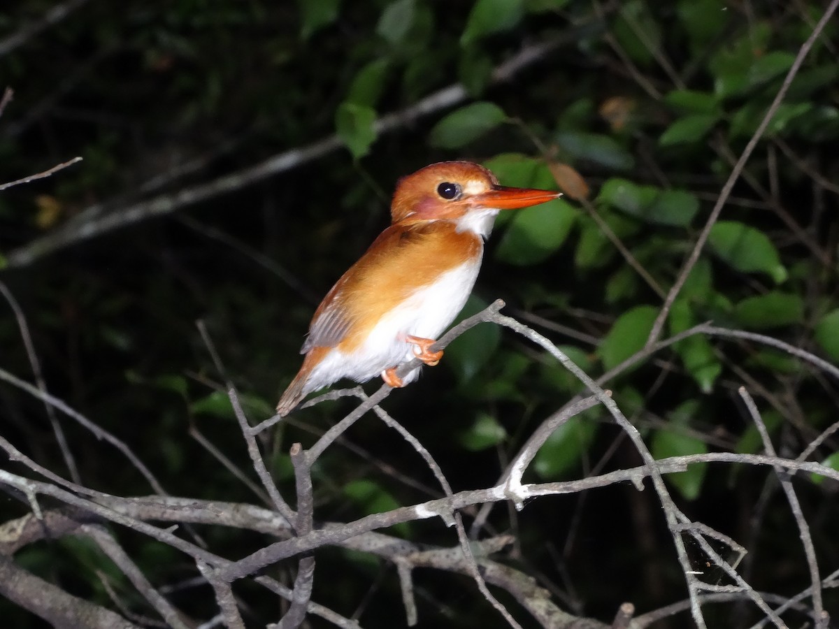 Madagascar Pygmy Kingfisher - Tom Martin