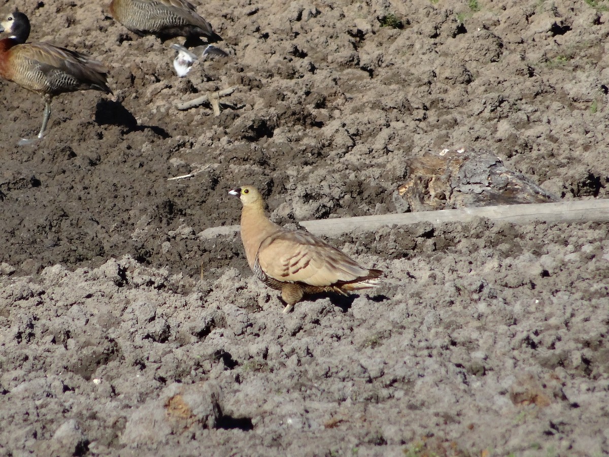 Madagascar Sandgrouse - ML204677991
