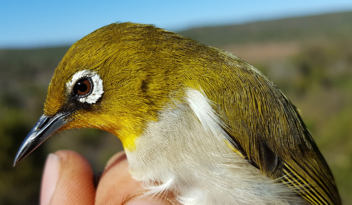 Malagasy White-eye - ML204678041
