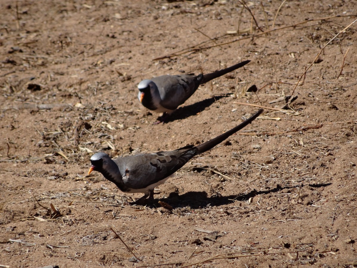 Namaqua Dove - ML204678051