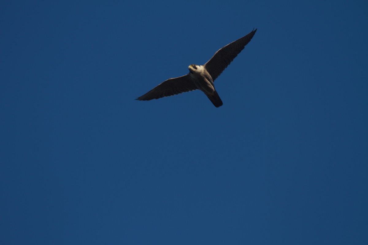 Peregrine Falcon (Malagasy) - Tom Martin