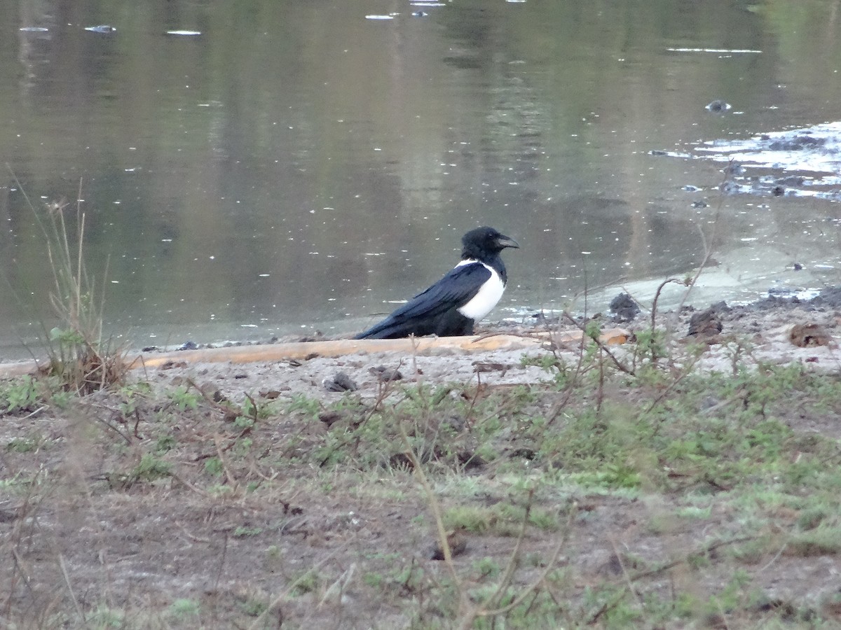 Pied Crow - ML204678071