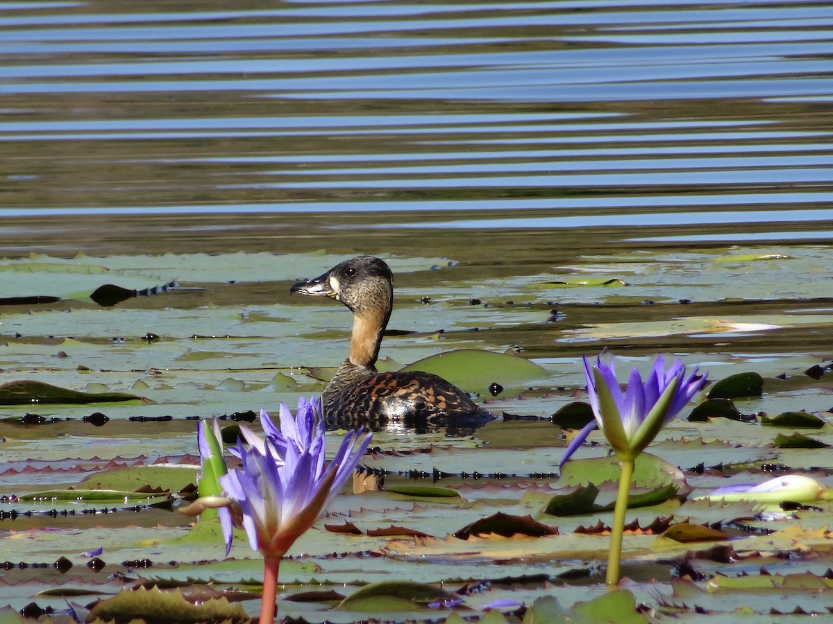 White-backed Duck - ML204678151