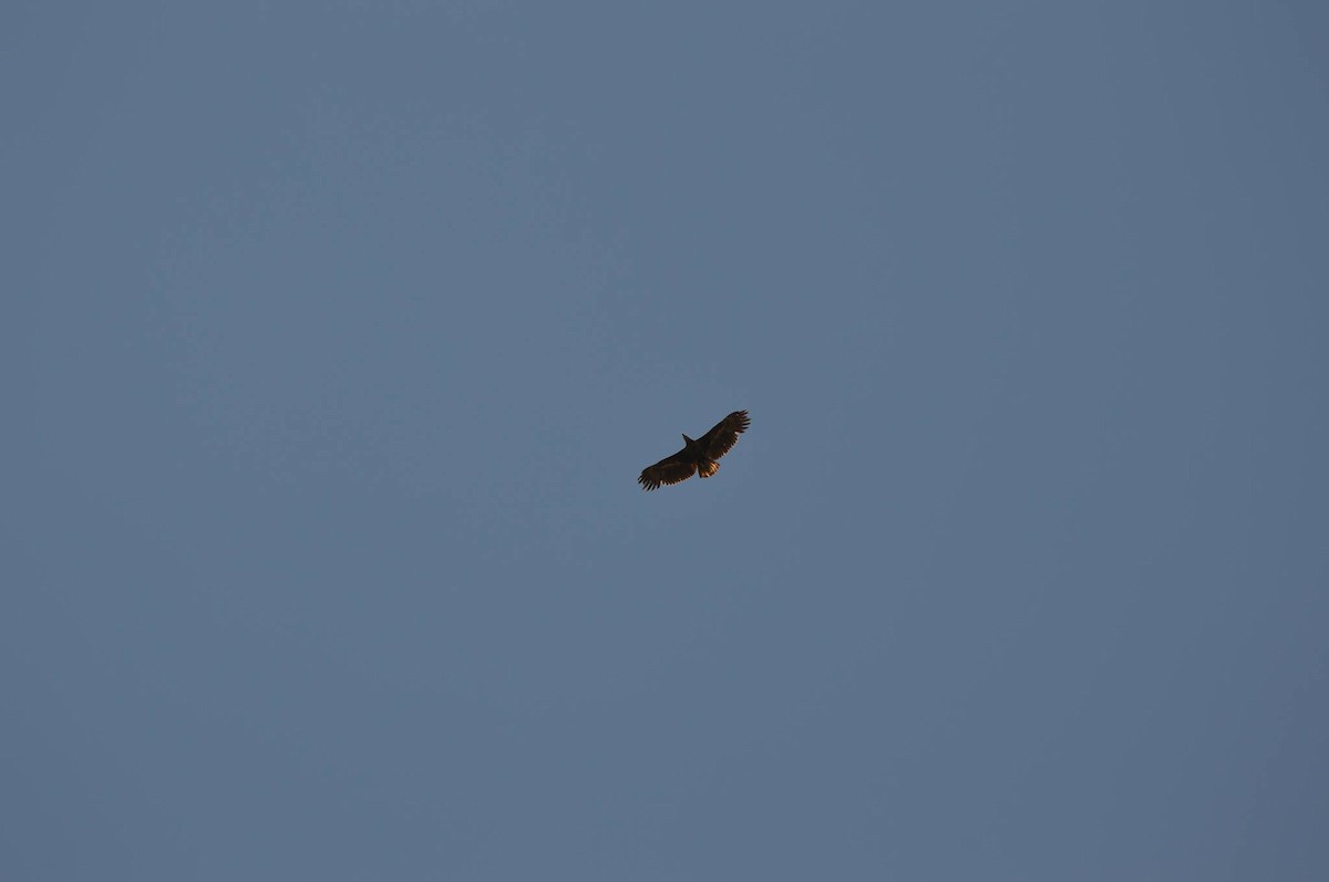 Madagascar Fish-Eagle - ML204678191