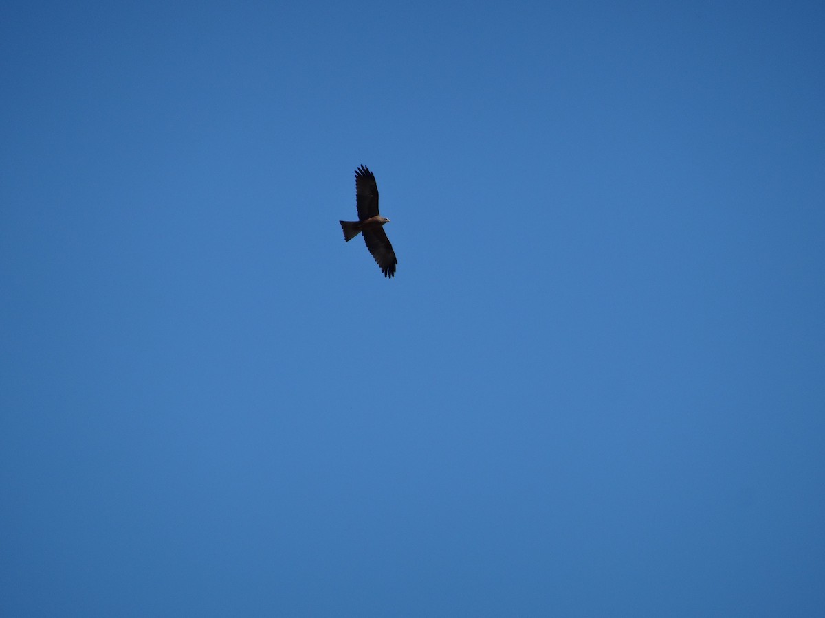 Black Kite (Yellow-billed) - ML204678201