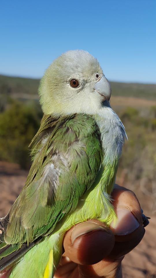 Gray-headed Lovebird - ML204678231