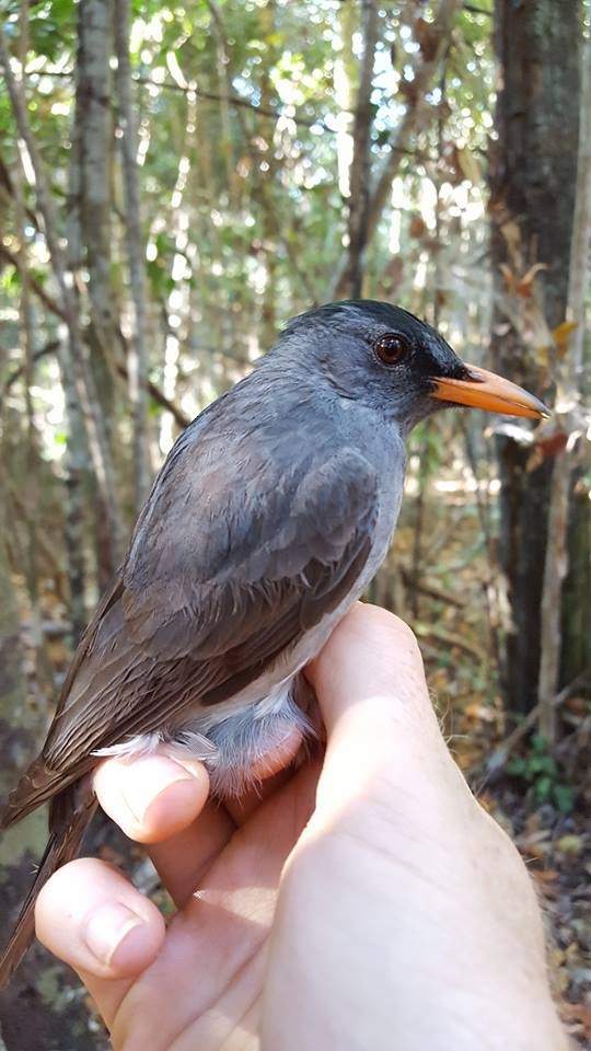 Malagasy Bulbul - ML204678261