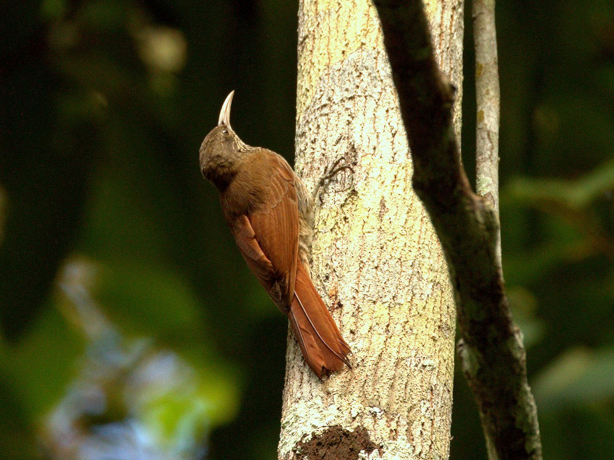 Inambari Woodcreeper - ML204678431