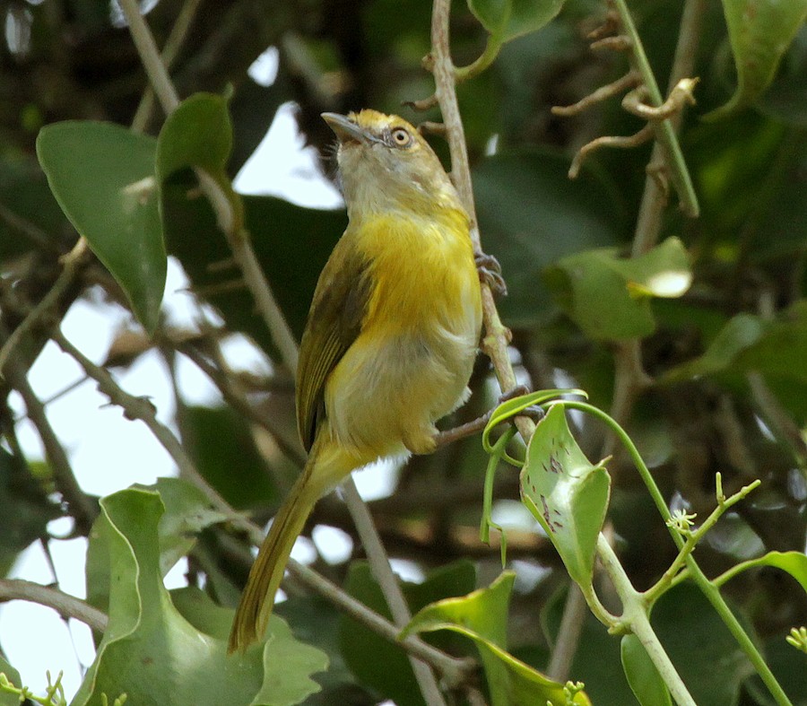 Lemon-chested Greenlet (Rio de Janeiro) - eBird
