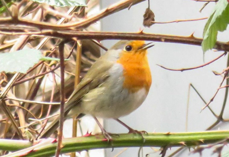 European Robin - ML204678551
