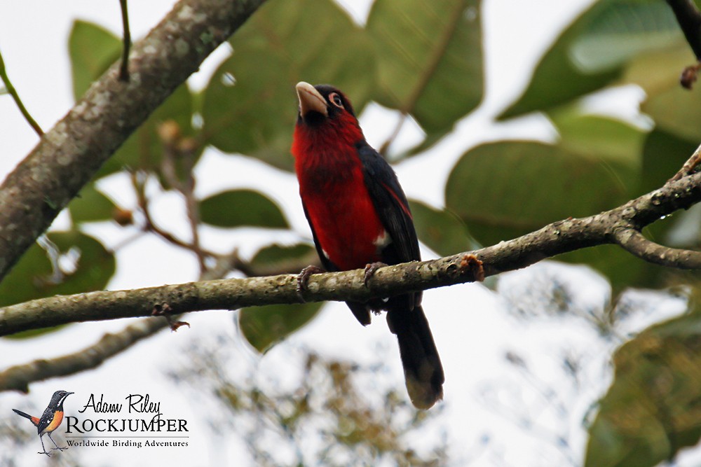 Double-toothed Barbet - ML204678611