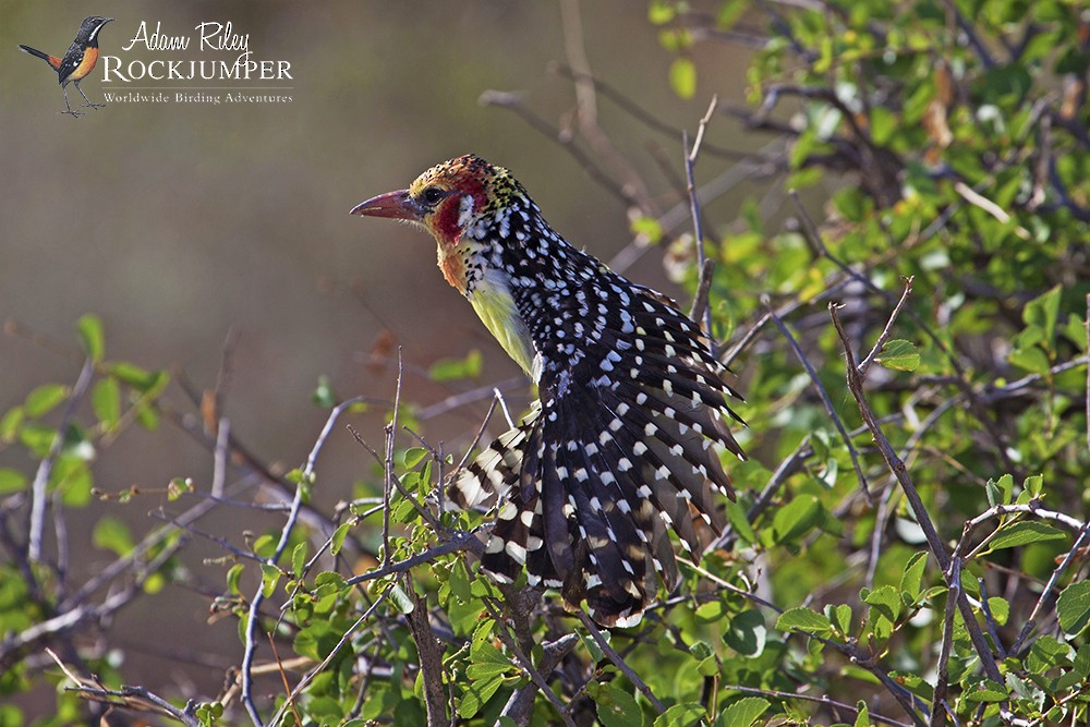 Red-and-yellow Barbet - ML204678651