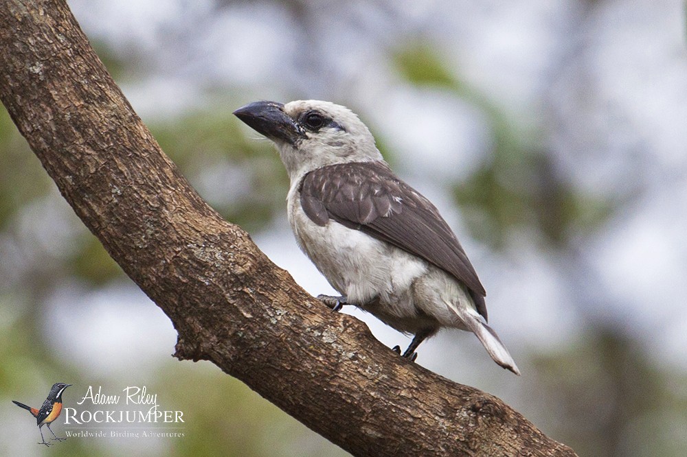 White-headed Barbet (Brown-and-white) - ML204678831