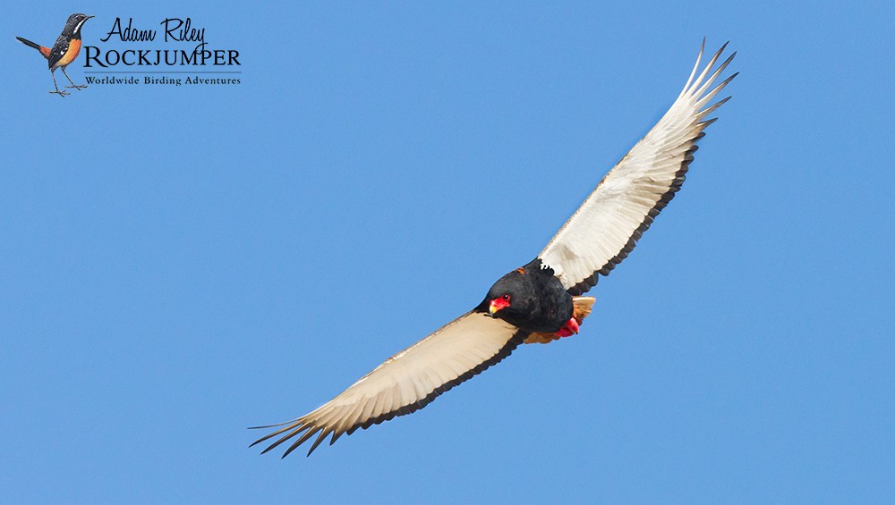 Águila Volatinera - ML204678901