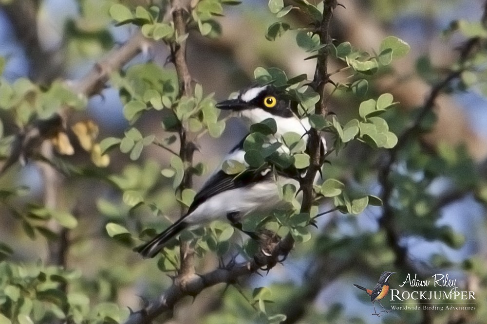 Eastern Black-headed Batis - Adam Riley