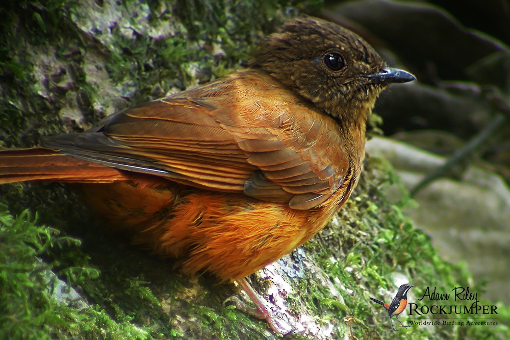 Rufous Flycatcher-Thrush - ML204679081