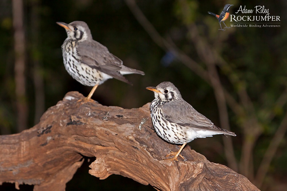 Groundscraper Thrush - ML204679101