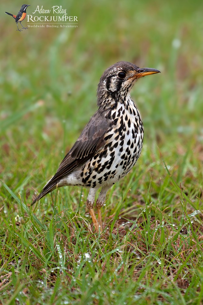 Groundscraper Thrush - ML204679121