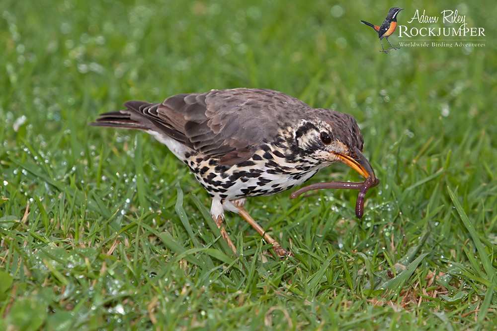 Groundscraper Thrush - ML204679131