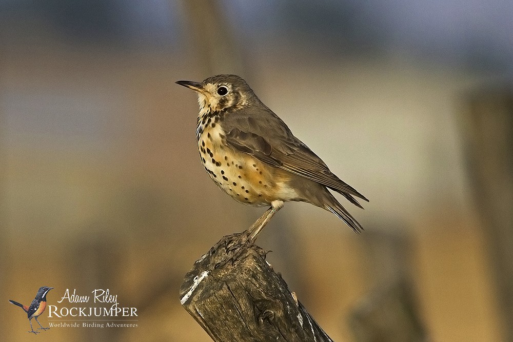 Ethiopian Thrush - ML204679141