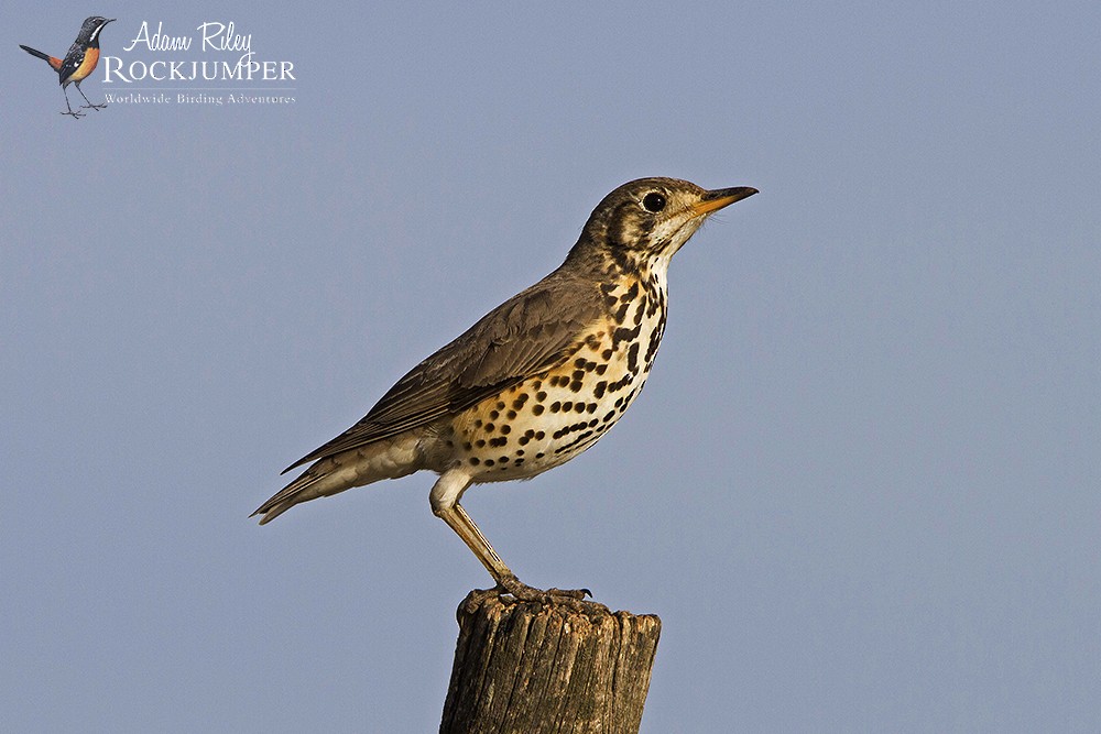 Ethiopian Thrush - ML204679151