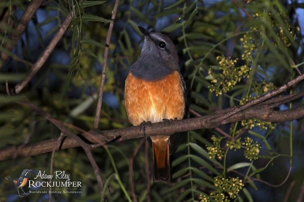 Little Rock-Thrush - ML204679211