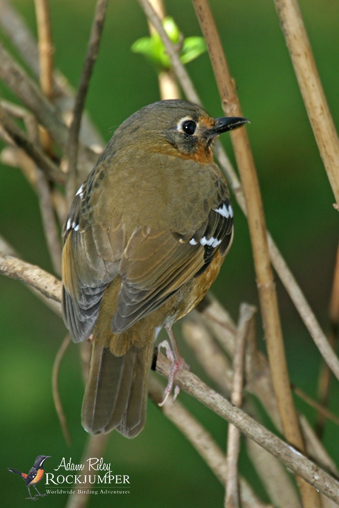 Orange Ground-Thrush - Adam Riley