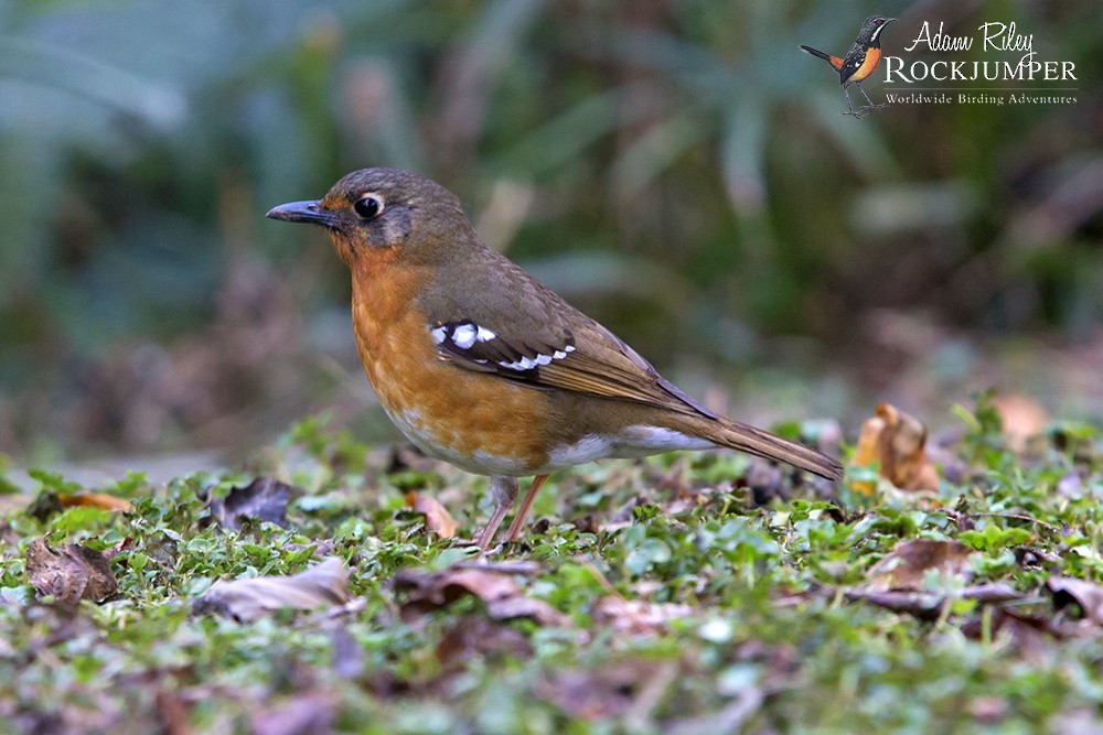 Orange Ground-Thrush - Adam Riley