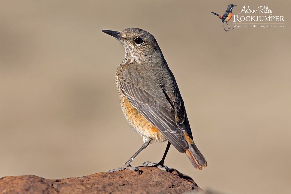 Sentinel Rock-Thrush - ML204679361