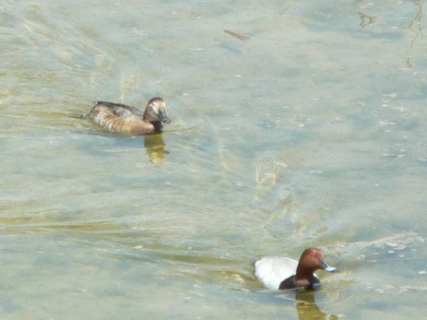 Common Pochard - ML204679431