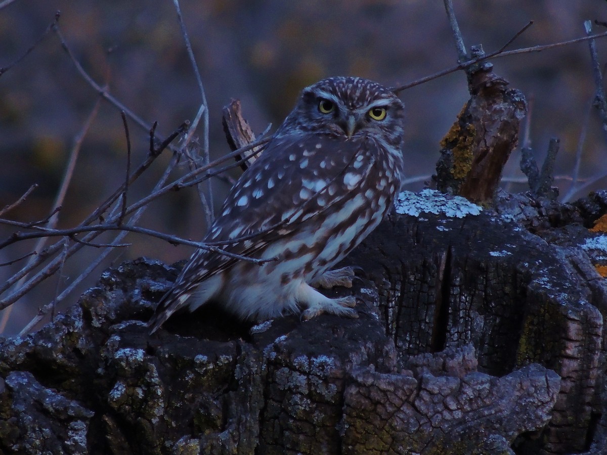 Little Owl - ML204679481